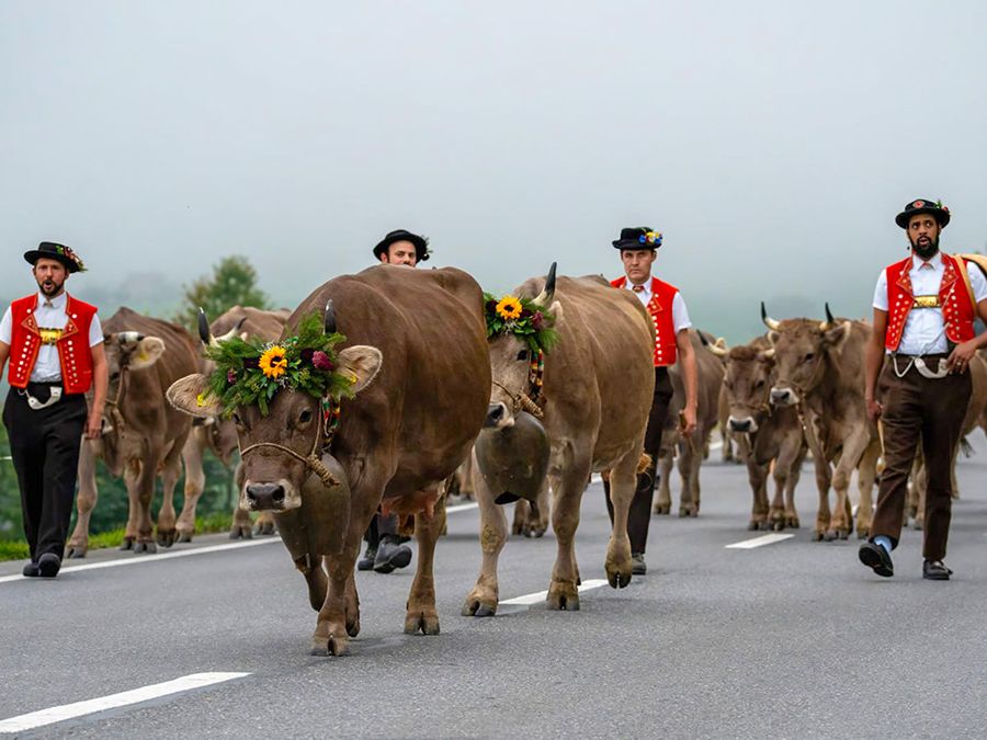 Des vaches brunes couronnées de fleurs avancent sur une route goudronnée, accompagnées d'hommes en costume traditionnel, gilets rouges et chapeaux. La première vache porte une grande cloche. À l'arrière, autres vaches et hommes, dans un paysage brumeux.
