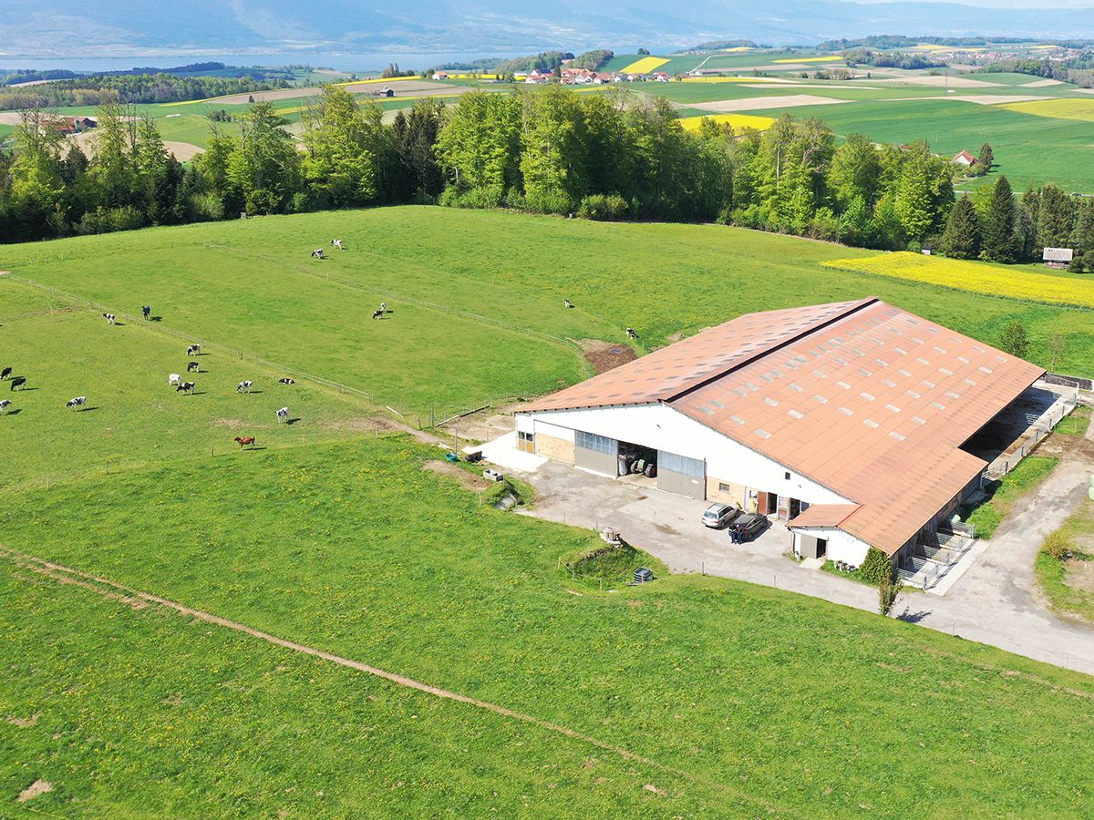 Luftaufnahme einer grünen Weidelandschaft mit großem Bauernhof und rötlich-braunem Dach. Viele schwarz-weiße und einige braune Kühe grasen auf saftigen Wiesen. Im Hintergrund Felder, Wälder und ein See unter hellem Himmel.