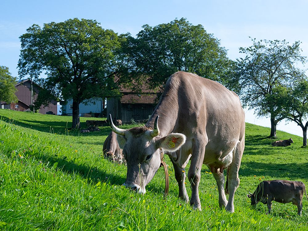 Une vache brun clair avec cornes et boucle jaune paît au premier plan dans une prairie verdoyante et ensoleillée. À l'arrière-plan, d'autres vaches et un veau. Arbres caducs et fermes aux toits rouges sur ciel bleu.