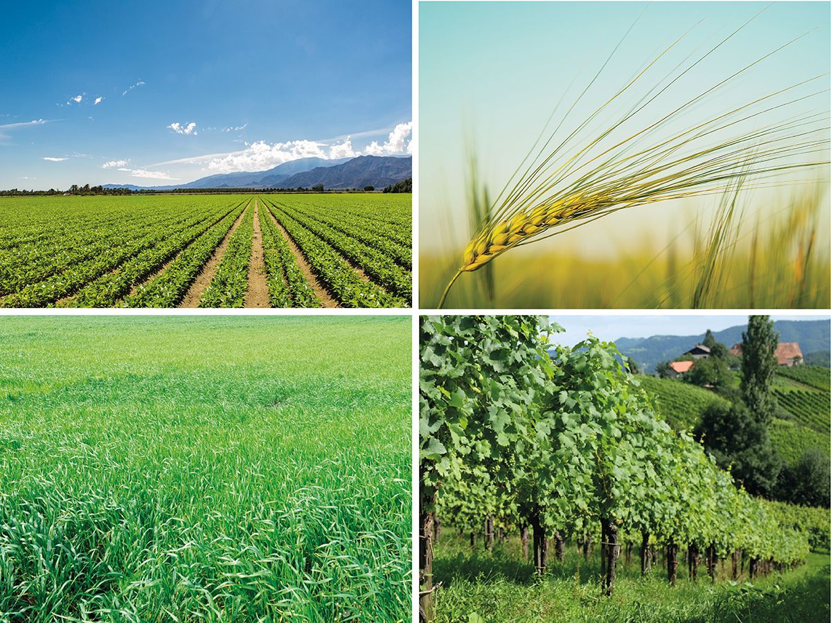 Collage de quatre paysages agricoles : champ en rangées verdoyantes devant des montagnes sous ciel bleu ; gros plan d’un épi doré ; vaste champ d’herbe vert luxuriant ; vignes sur colline avec maisons.